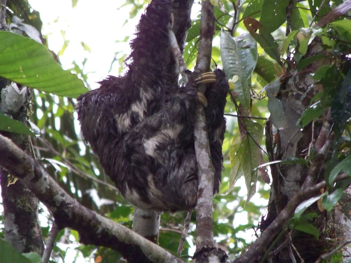 A Brown-throated sloth Also known as a three-toed sloth. Bradypus variegatus,Brown-throated sloth,Ecuador,Fall,Geotagged,Melursus ursinus,Sloth bear,three-toed