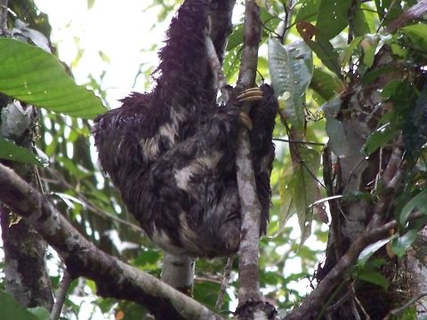 A Brown-throated sloth Also known as a three-toed sloth. Bradypus variegatus,Brown-throated sloth,Ecuador,Fall,Geotagged,Melursus ursinus,Sloth bear,three-toed
