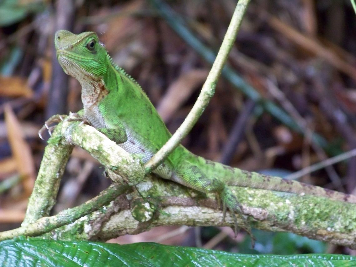 Green lizard on a perch Such a handsome creature.  Ecuador,Fall,Geotagged