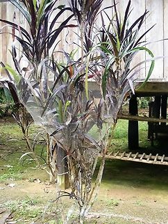 All wrapped up by spiders I couldn't resist a photo of this shrub outside an information centre. I guess there must have been a lot of spiders! Ecuador,Fall,Geotagged