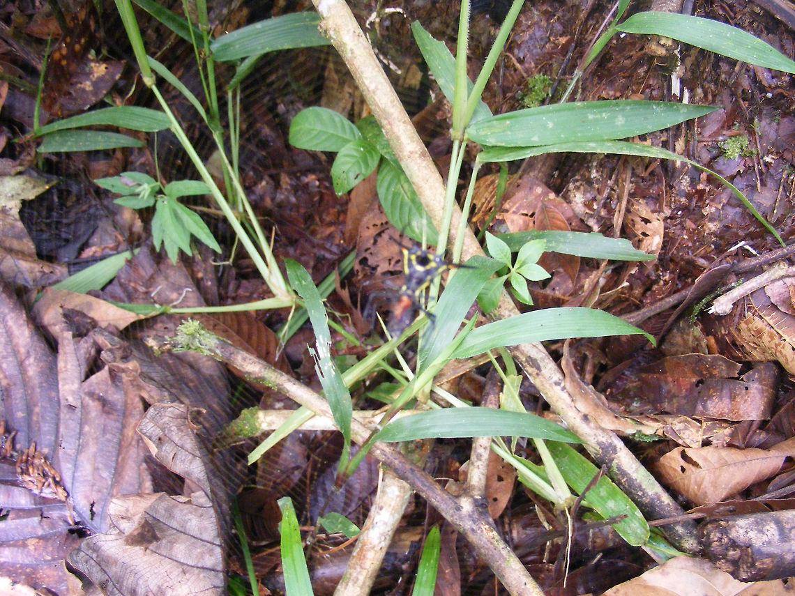 unknown insect This insect is under,or possibly in, a spiders web. If you look carefully you can see the web.,, Ecuador,Fall,Geotagged