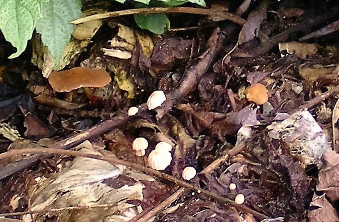 Tiny Pink Fungi On a sand bank on The River Napo in the Amazon Basin many different types of fungi have colonised driftwood. Here is a pinkish white one.  Ecuador,Fall,Geotagged,Marasmius