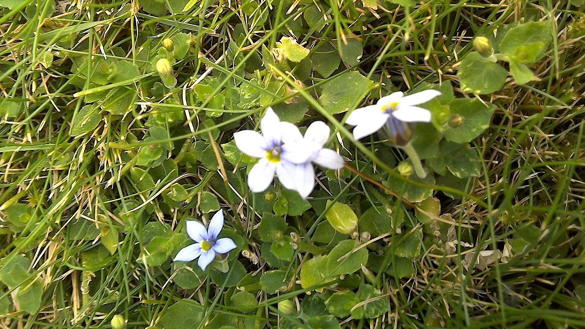 tiny flower in a lawn. this flower looks white from above, but close inspection shows it to be a light purple or blue  Geotagged,Isotoma fluviatilis,Laurentia  fluviatilis,Lobelia pedunculata,Pratia pedunculata,Summer,United Kingdom