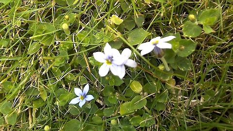 tiny flower in a lawn. this flower looks white from above, but close inspection shows it to be a light purple or blue  Geotagged,Isotoma fluviatilis,Laurentia  fluviatilis,Lobelia pedunculata,Pratia pedunculata,Summer,United Kingdom