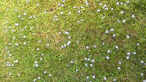 Lots of tiny flowers in a lawn The lawn was almost covered by this little flower, living near London I've not  come across it before. Geotagged,Lobelia pedunculata,Summer,United Kingdom