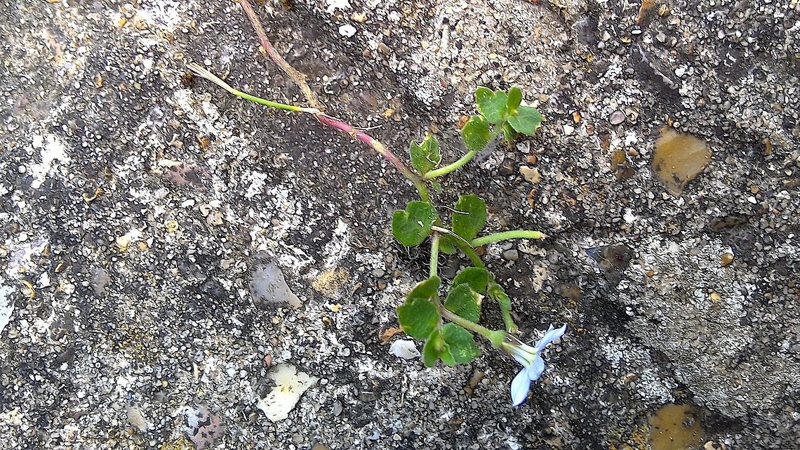Pratia pendiculata a tiny plant that speads...from the Family Campanulaceae ( RHS Accepted name) Geotagged,Lobelia pedunculata,Summer,United Kingdom