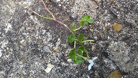 Pratia pendiculata a tiny plant that speads...from the Family Campanulaceae ( RHS Accepted name) Geotagged,Lobelia pedunculata,Summer,United Kingdom