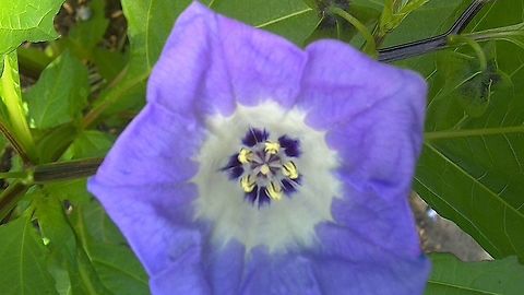 Stunning Nicandra, Apple of Peru From RHS Hyde Hall in Essex.  A member of the deadly nightshade family including Chinese Lanterns,pogatoes, and tomatoes Geotagged,Nicandra,Nicandra physalodes,Nightshades,RHS Hyde Hall,Summer,United Kingdom