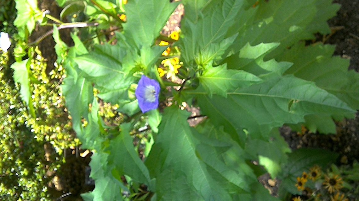 Nicandra in RHS Hyde Hall England Seen in the dry garden of Hyde Hall Geotagged,Nicandra,Nicandra physalodes,Summer,United Kingdom