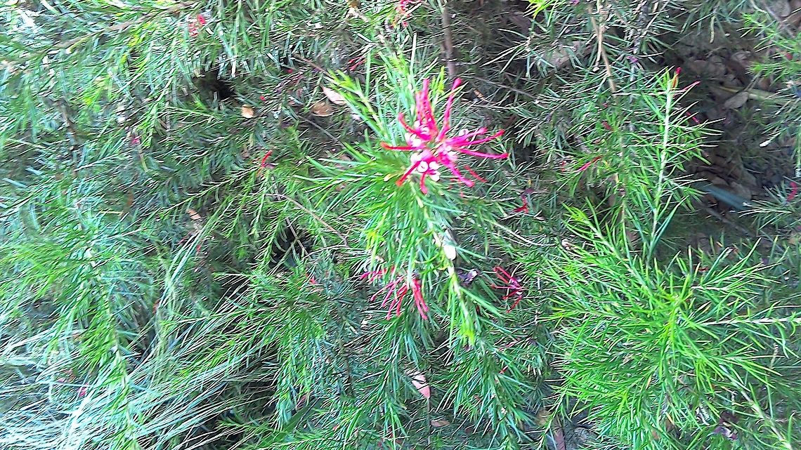 A soft ferny flower From RHS Hyde Hall. Grevillea. Otherwise known as a spider flower. This one is 'Canberra Gem  Geotagged,Grevillea,RHS Hyde Hall,Spider Flower,Summer,United Kingdom