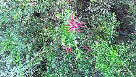 A soft ferny flower From RHS Hyde Hall. Grevillea. Otherwise known as a spider flower. This one is 'Canberra Gem  Geotagged,Grevillea,RHS Hyde Hall,Spider Flower,Summer,United Kingdom