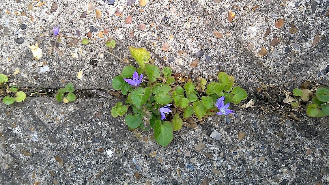 A small bellflower Known as The Carpet Bellow Flower it also comes in different shades of blue, white, and purple. Geotagged,Summer,United Kingdom