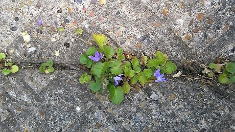 A small bellflower Known as The Carpet Bellow Flower it also comes in different shades of blue, white, and purple. Geotagged,Summer,United Kingdom