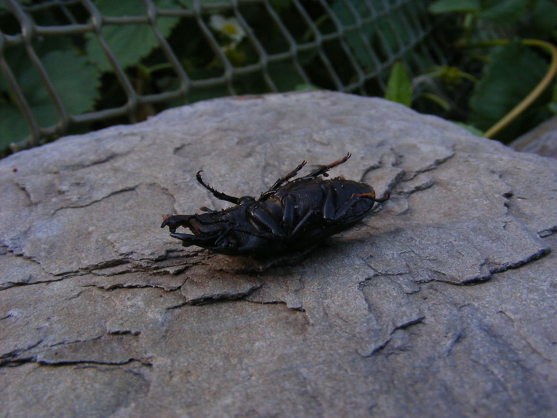 Dead on my back now! Not dead but a rouse. I took the opportunity to photograph the underside of this obliging beetle! Dorcus parallelipipedus,Geotagged,Lesser,Stag beetle,Summer,United Kingdom