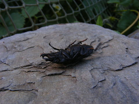 Dead on my back now! Not dead but a rouse. I took the opportunity to photograph the underside of this obliging beetle! Dorcus parallelipipedus,Geotagged,Lesser,Stag beetle,Summer,United Kingdom