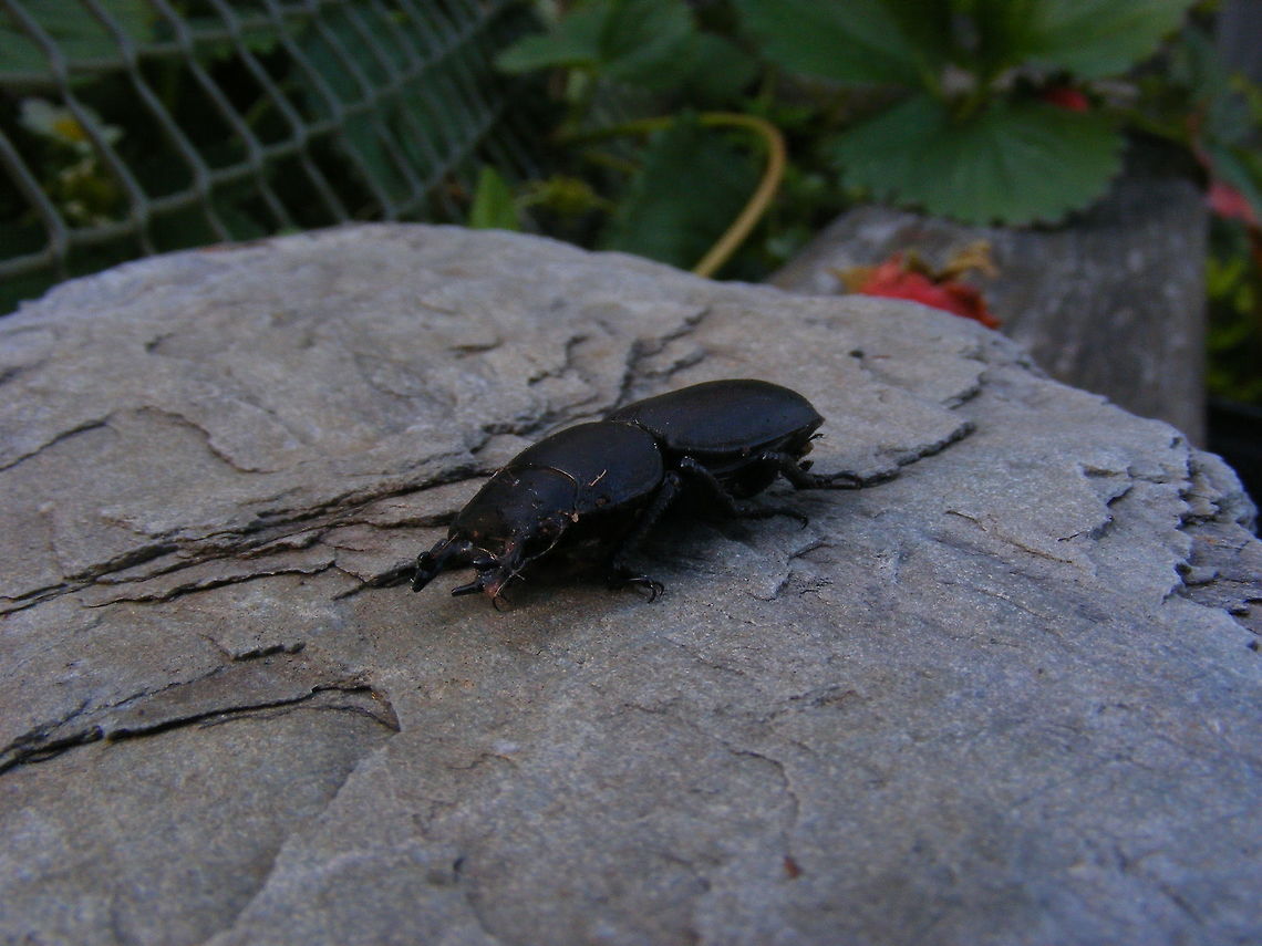 I'm getting fed up with playing dead! The markings to be seen on the beetle are quite interesting, although I&#039;m not sure whether the pinky colour is my strawberry or not! Dorcus parallelipipedus,Geotagged,Lesser Stag beetle,Summer,United Kingdom