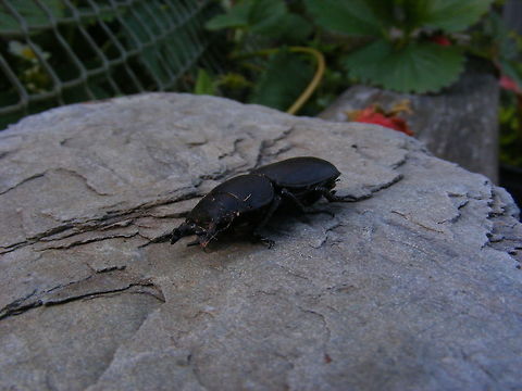 I'm getting fed up with playing dead! The markings to be seen on the beetle are quite interesting, although I'm not sure whether the pinky colour is my strawberry or not! Dorcus parallelipipedus,Geotagged,Lesser Stag beetle,Summer,United Kingdom