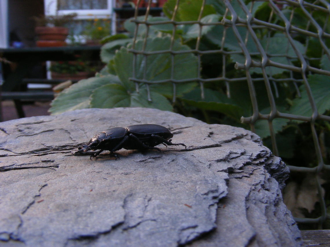 If I play dead ............. A female (or juvenile) stag beetle, spotted in a raised bed, in my garden.  It was eating a strawberry. After I had taken a few photos of it, I put it back where I  found it.  It moved so quickly I almost didn&#039;t see it go! Dorcus parallelipipedus,Geotagged,Lesser Stag beetle,Summer,United Kingdom