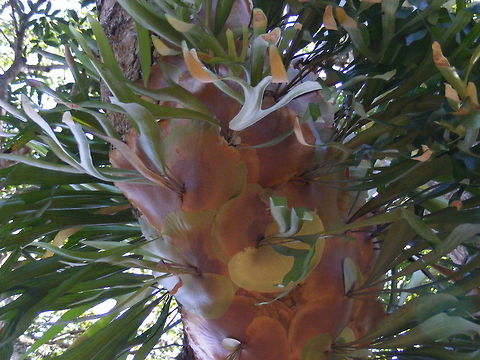 A really beautiful plant on a tree. Seen on a tree in Mauritius, the wonderful patterns really caught my eye, Geotagged,Mauritius,Platycerium bifurcatum,Staghorn fern,Winter
