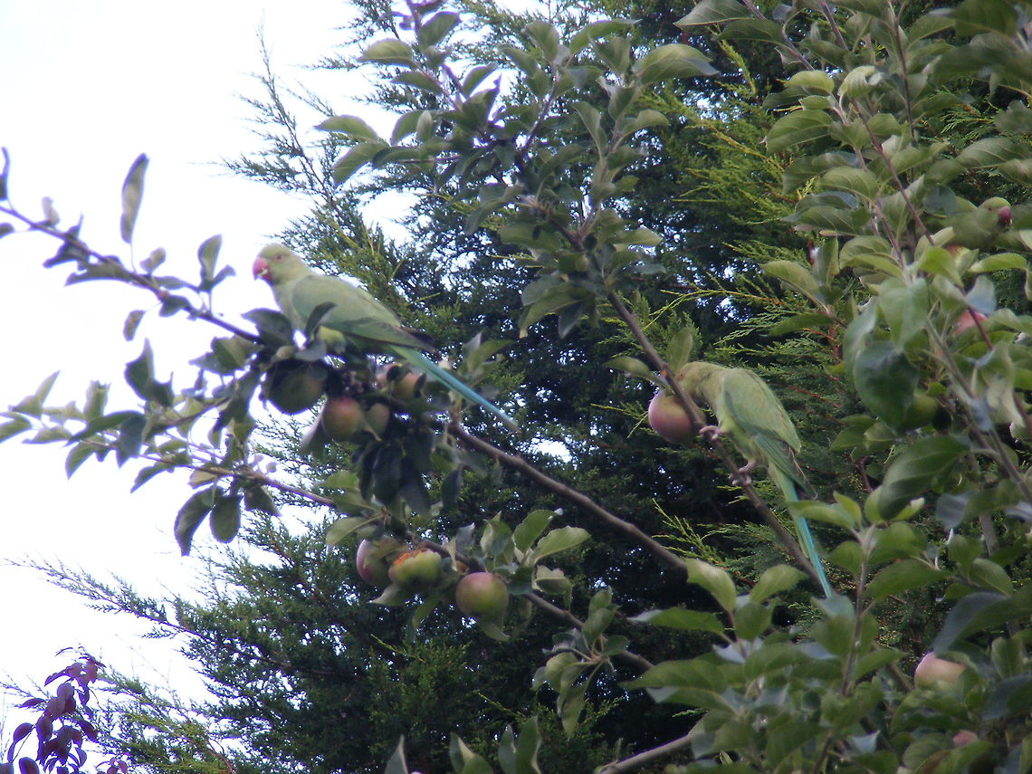 Kingston or Twickenham parakeets Psittacula krameri, feral rose-ringed parakeets, have become common in London and the surrounding areas. They are the UK&#039;s only naturalised parrots. These are eatging my apples! Geotagged,Psittacara holochlorus,Psittacula krameri,Rose-ringed parakeet,Summer,United Kingdom