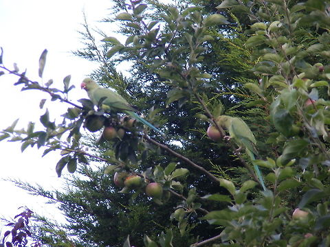 Kingston or Twickenham parakeets Psittacula krameri, feral rose-ringed parakeets, have become common in London and the surrounding areas. They are the UK's only naturalised parrots. These are eatging my apples! Geotagged,Psittacara holochlorus,Psittacula krameri,Rose-ringed parakeet,Summer,United Kingdom