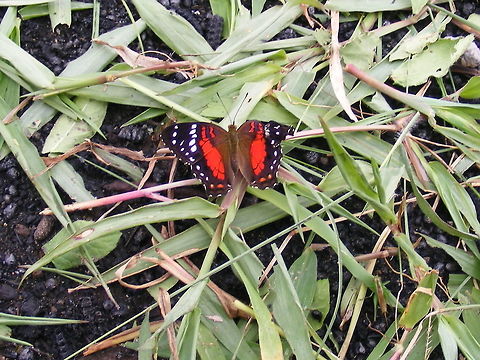 A crumpled butterfly Spotted in a field near a school.. Not sure if it was just emerging or just damaged Anarthia amathea,Anartia amathea,Ecuador,Fall,Geotagged