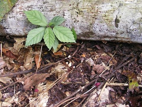 Bright pink fungus Marasmius  haematocephalus, Red Pinwheel Three or four different species, when I took the photo I was actually concentrating on the sapling  growing from under the rotting log Ecuador,Fall,Geotagged,Marasmius haematocephalus