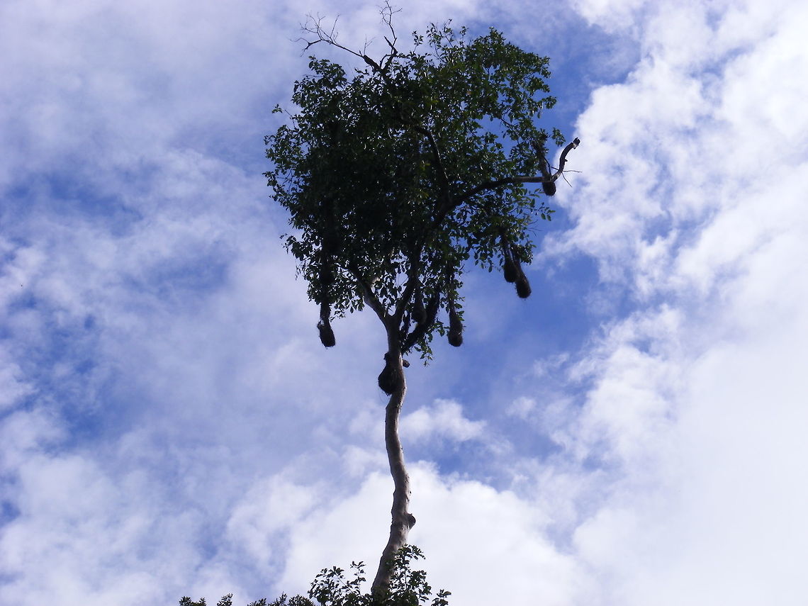 Nests in a tree A common sight near the road on the way over the Andes mountains Ecuador,Fall,Geotagged