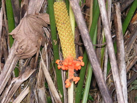 Peculiar plant Looks like a closed fir cone or very thin pineapple! I'd love to know what it is! Ecuador,Fall,Geotagged