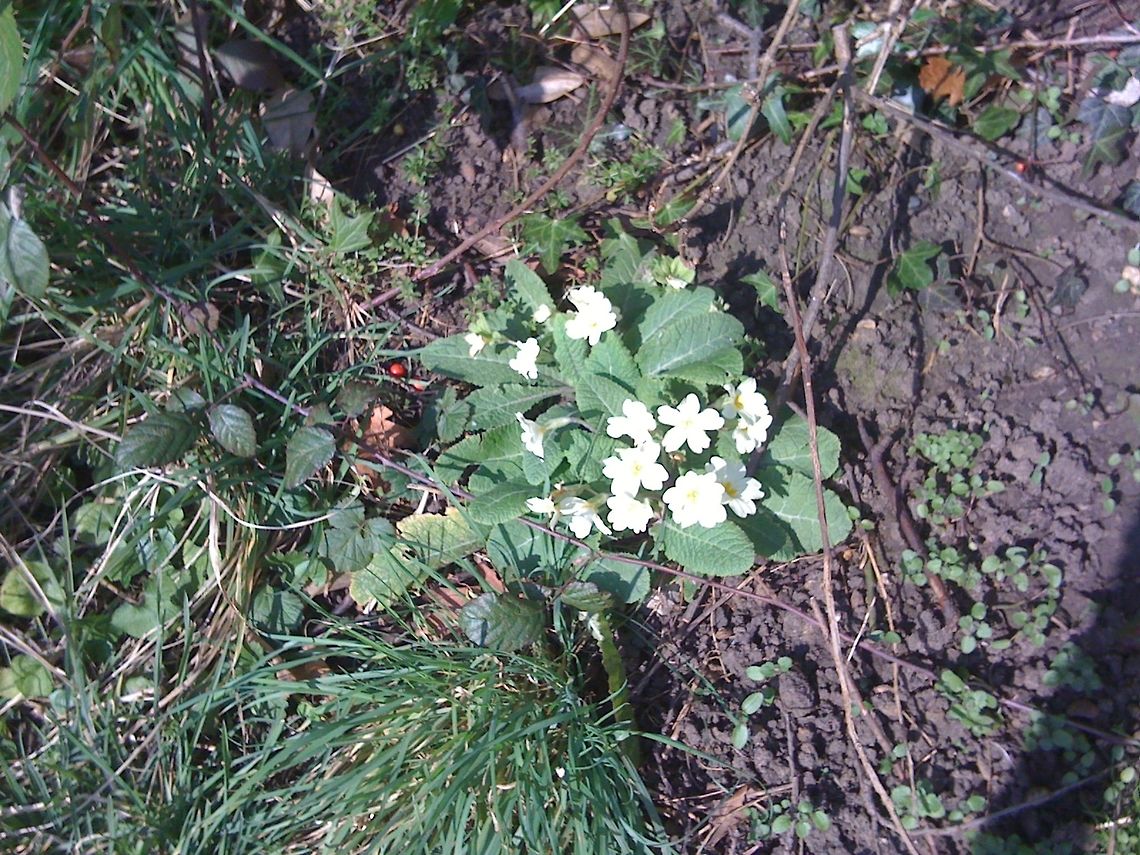 English  primroses One of my favourite spring flowers, such a delicate colour and a joy to see. Geotagged,Primula vulgaris,United Kingdom,Winter