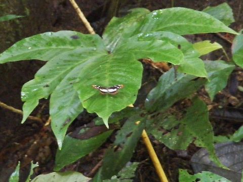 I'll just have a rest on this leaf. This pretty creature was resting on a leaf near a riverbank. Ecuador,Fall,Geotagged