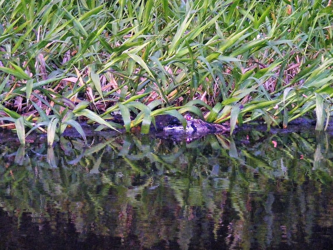 I can see you but can you see me? Seen from a canoe one evening  Black caiman,Ecuador,Fall,Geotagged,Melanosuchus niger
