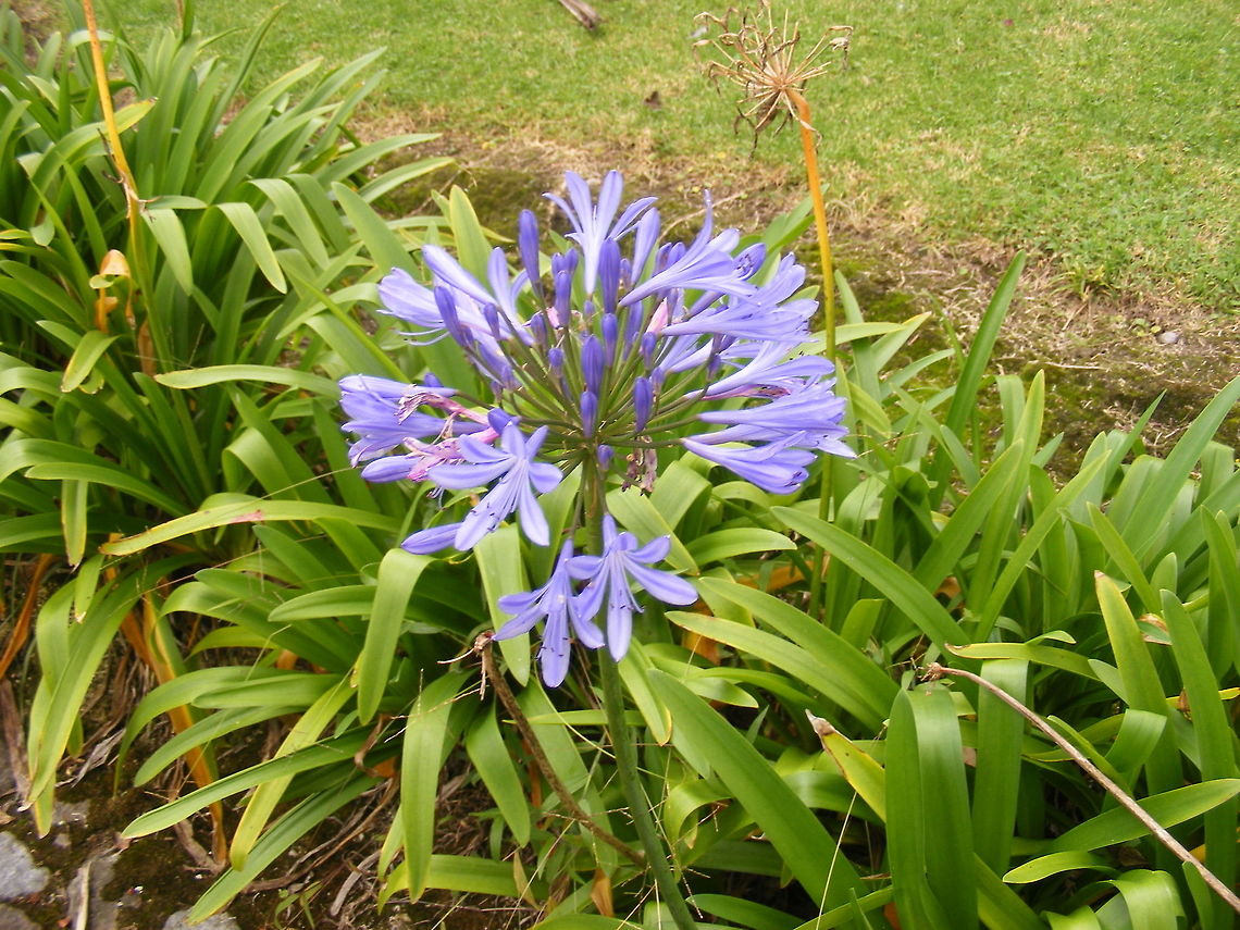always attractive, all over the world! Even more beautiful in the wild, as this one is!  Agapanthus praecox,Amazon Basin,Blue Lily or African Lily,Ecuador,Fall,Geotagged