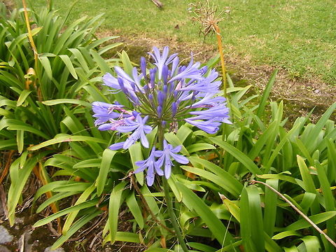 always attractive, all over the world! Even more beautiful in the wild, as this one is!  Agapanthus praecox,Amazon Basin,Blue Lily or African Lily,Ecuador,Fall,Geotagged
