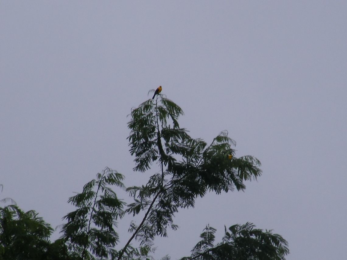 yellow bird in a tree At first I thought this bird was a blue and yellow macaw, but I don&#039;t think the colouring is correct. Maybe someone has some idea? Ecuador,Fall,Geotagged,Gymnomystax mexicanus,Oriole blackbird