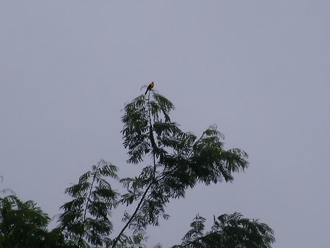 yellow bird in a tree At first I thought this bird was a blue and yellow macaw, but I don't think the colouring is correct. Maybe someone has some idea? Ecuador,Fall,Geotagged,Gymnomystax mexicanus,Oriole blackbird