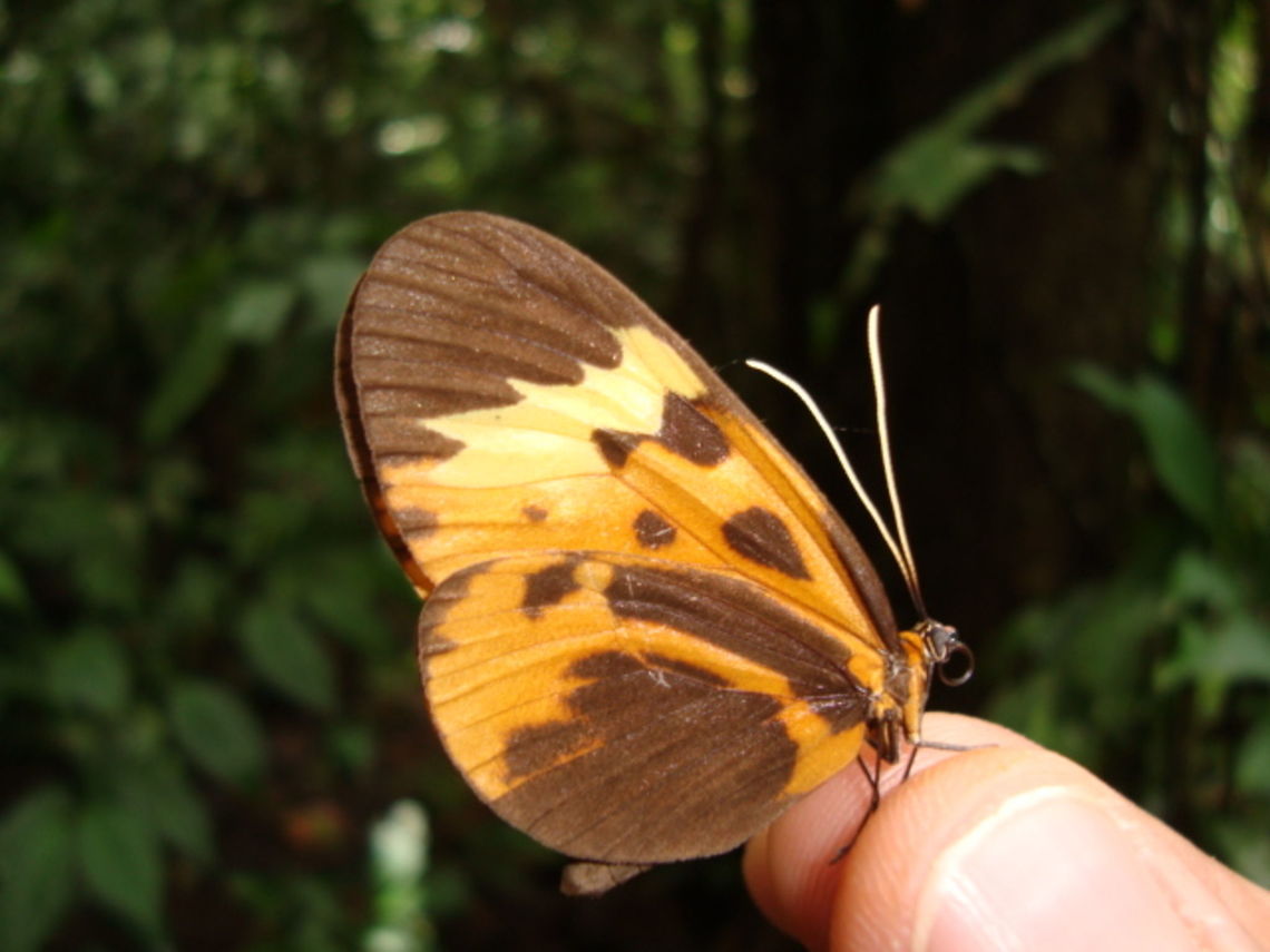 Pretty Butterfly Lovely markings on this creature! Ecuador,Fall,Geotagged,Hypothymis,Hypothyris anastasia,Hypothyris anastasia honesta