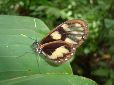 Zavaleta Glasswing