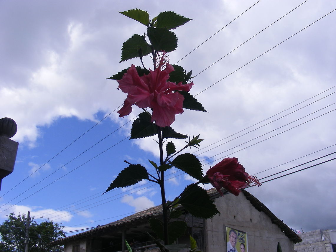 A very tall flower A lovely flower, looks like a hibiscus, but it had just one tall, thick, stem Ecuador,Fall,Geotagged,Hibiscus