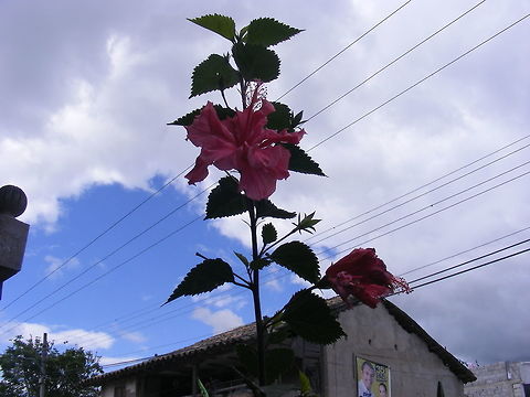 A very tall flower A lovely flower, looks like a hibiscus, but it had just one tall, thick, stem Ecuador,Fall,Geotagged,Hibiscus