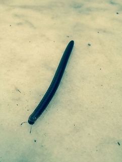 A lovely long shiny centipede! Or am I a millipede? Taken in a courtyard in Izmir Geotagged,Turkey,Winter 2015