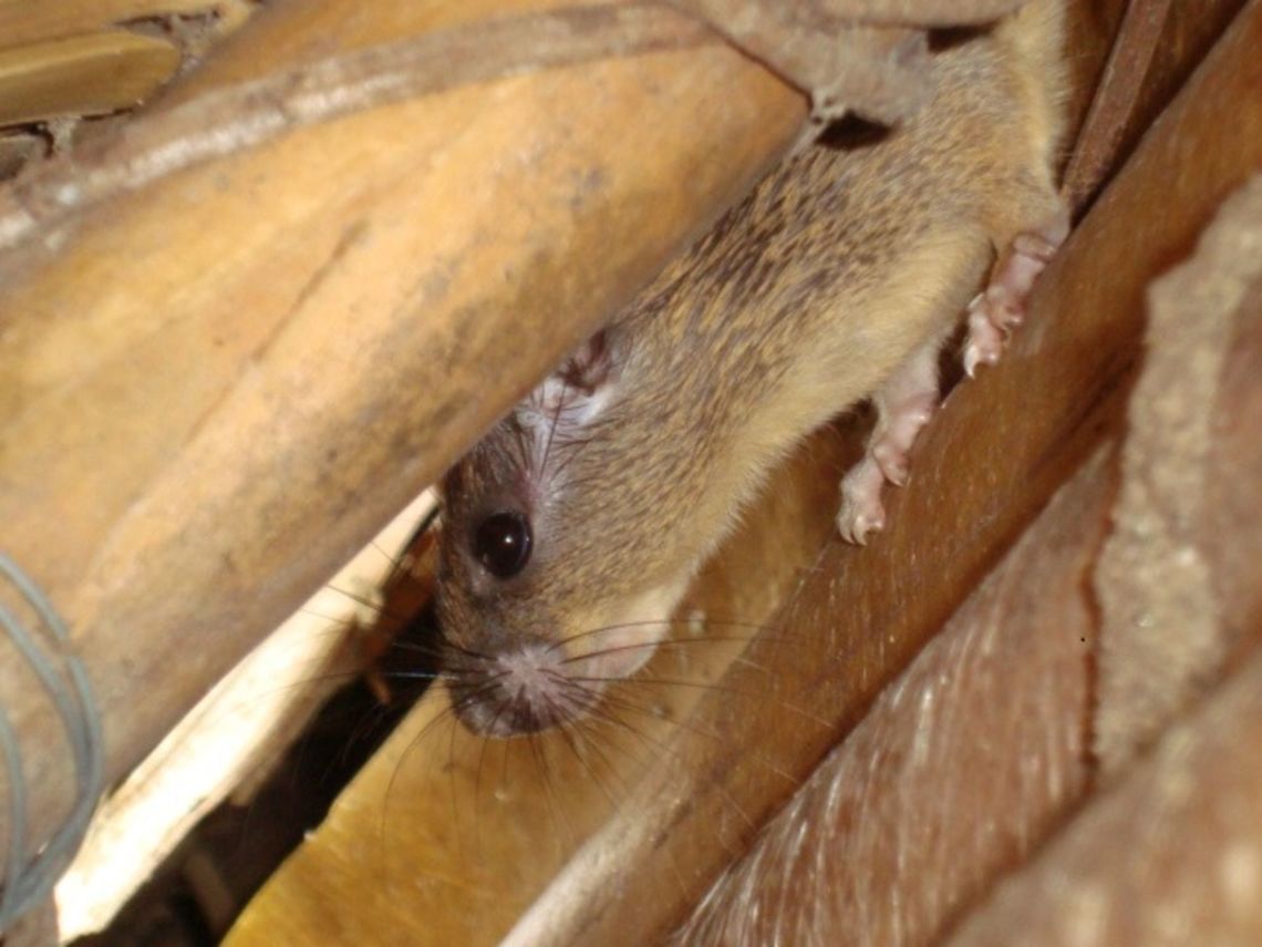 what are you doing here? This little mouse? came to watch us at a bird watching hide. Ecuador,Fall,Geotagge