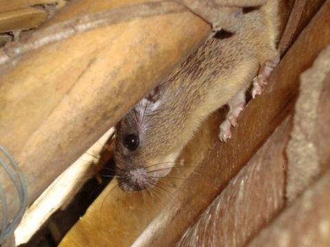 what are you doing here? This little mouse? came to watch us at a bird watching hide. Ecuador,Fall,Geotagge