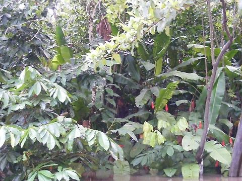 red flowers by the riverbank There were so  many plants in this picture  up nicely.ut the small red  flowers show Ecuador,Fall,Geotagged,dense riverside vegetation