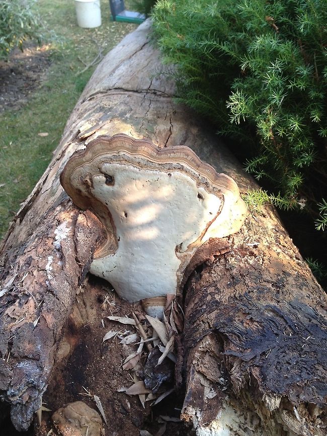 An old decayed tree falls and reveals a treasure This amazingly intricate fungus has grown near the top of this tree. The tree itself has decayed and fallen. Geotagged,Summer,United Kingdom