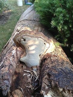 An old decayed tree falls and reveals a treasure This amazingly intricate fungus has grown near the top of this tree. The tree itself has decayed and fallen. Geotagged,Summer,United Kingdom