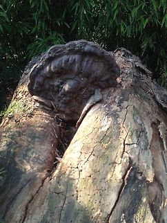 An old bracket fungus, possibly a basidiomycortina A view of the underside of the fungus on this decayed and rotted tree. I think this is an amazing example of the beauty to be found in nature. However this fungus is a tree killer! Geotagged,Summer,United Kingdom