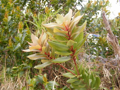 red  stems in the sunlight The red stems of this plant stood out from the others around it. Geotagged,Madagascar,Winter