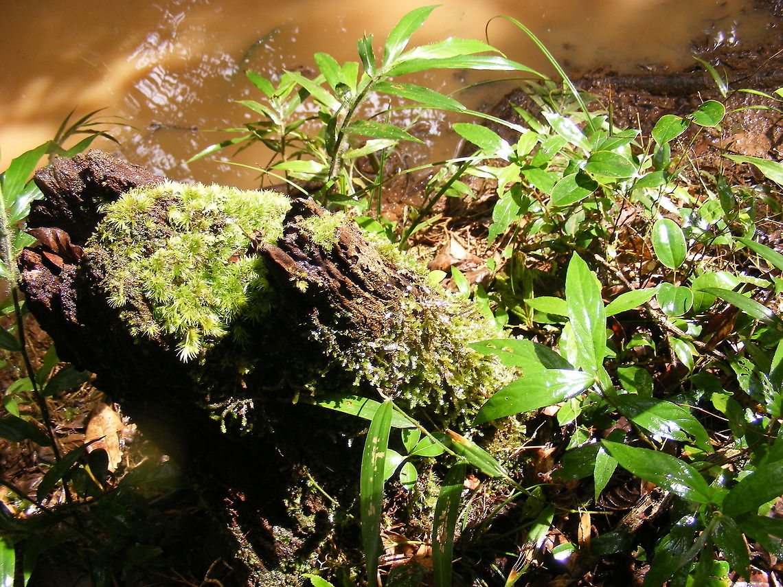 ferns and  lichen on a  dead tree possibly more than one type of lichen on this rotting trunk Madagascar,winter