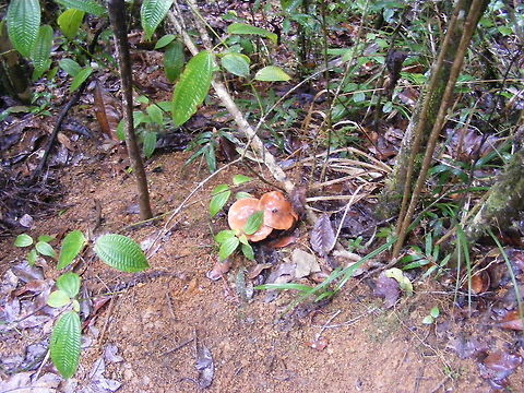 Toadstools in the rain  Taken on a very wet day in the rainforest Madagascar,Rainforest,Winter